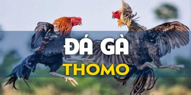 Đá gà Thomo với các quy định hiện áp dụng tại trường đấu