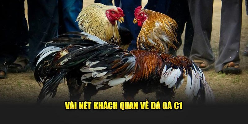 Đá Gà C1